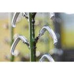 Artitec Mi Satori Draaikiepgarnituur Halfsabel/Elegant messing gelakt