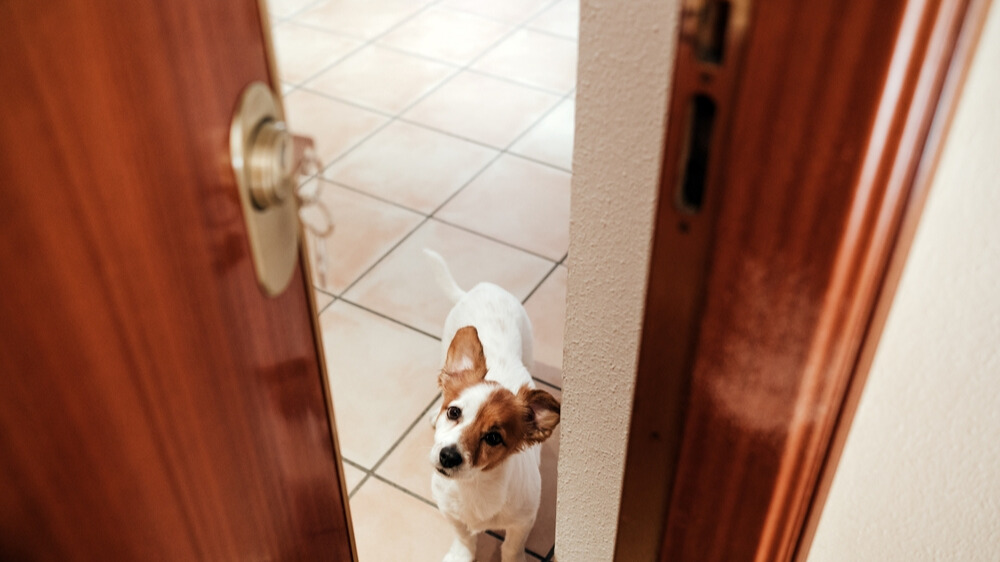 Deurbeslag voor dierenliefhebbers
