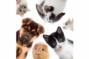 Deurbeslag voor dieren